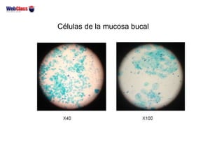 Células de la mucosa bucal
 