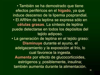 30
• También se ha demostrado que tiene
efectos periféricos en el hígado, ya que
induce descenso de la lipemia posprandial.
• El ARNm de la leptina se expresa sólo en
células grasas. La síntesis de leptina
puede detectarse en todos los depósitos del
tejido adiposo.
• La generación de leptina en el tejido graso:
Disminuye durante el ayuno, el
adelgazamiento y la exposición al frío, lo
cual favorece la ingesta.
Aumenta por efecto de glucocorticoides,
estrógenos y, posiblemente, insulina;
también aumenta durante la alimentación.
 