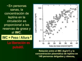 31
• En personas
sanas, la
concentración de
leptina en la
circulación es
proporcional a las
reservas de grasa y
al IMC.
Relación entre el IMC (kg/m2) y la
concentración plasmática de leptina en
149 personas delgadas y obesas.
IMC = Peso / Altura 2
La liberación es
pulsátil.
 