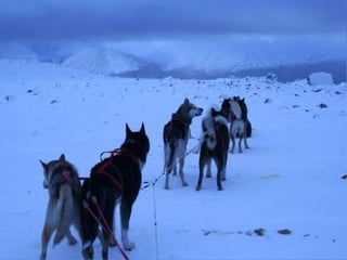  37度c的極地風光