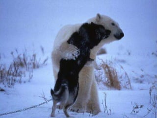  37度c的極地風光