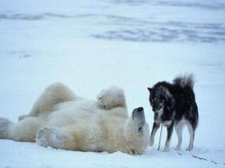  37度c的極地風光