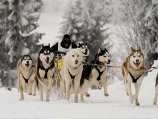  37度c的極地風光