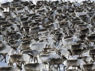  37度c的極地風光