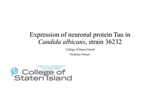 Expression of neuronal protein Tau in
Candida albicans, strain 36232
College of Staten Island
Nicholas Ferraro
 