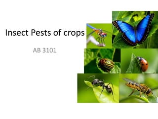 Insect Pests of crops
AB 3101
 