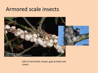 Recognizing pest damage symptoms | PPTX