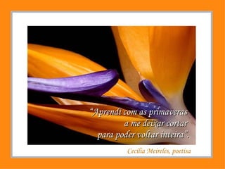“ Aprendi com as primaveras  a me deixar cortar  para poder voltar inteira”. Cecília Meireles, poetisa 