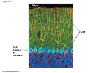 © 2014 Pearson Education, Inc.
Figure 37.3
Cell
bodies
of
neurons
Glia
80 µm
 