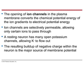 © 2014 Pearson Education, Inc.
 The opening of ion channels in the plasma
membrane converts the chemical potential energy of
the ion gradients to electrical potential energy
 Ion channels are selectively permeable, allowing
only certain ions to pass through
 A resting neuron has many open potassium
channels, allowing K+
to flow out
 The resulting buildup of negative charge within the
neuron is the major source of membrane potential
 
