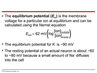 © 2014 Pearson Education, Inc.
 The equilibrium potential (Eion) is the membrane
voltage for a particular ion at equilibrium and can be
calculated using the Nernst equation
 The equilibrium potential for K+
is −90 mV
 The resting potential of an actual neuron is about −60
to −80 mV because a small amount of Na+
diffuses
into the cell
 