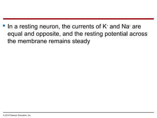 © 2014 Pearson Education, Inc.
 In a resting neuron, the currents of K+
and Na+
are
equal and opposite, and the resting potential across
the membrane remains steady
 