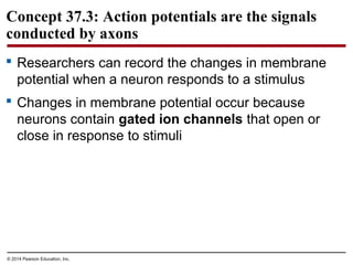 © 2014 Pearson Education, Inc.
Concept 37.3: Action potentials are the signals
conducted by axons
 Researchers can record the changes in membrane
potential when a neuron responds to a stimulus
 Changes in membrane potential occur because
neurons contain gated ion channels that open or
close in response to stimuli
 
