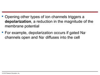 © 2014 Pearson Education, Inc.
 Opening other types of ion channels triggers a
depolarization, a reduction in the magnitude of the
membrane potential
 For example, depolarization occurs if gated Na+
channels open and Na+
diffuses into the cell
 