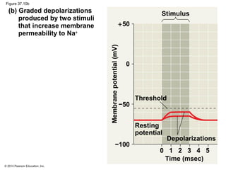 © 2014 Pearson Education, Inc.
Figure 37.10b
(b) Graded depolarizations
produced by two stimuli
that increase membrane
permeability to Na+
Resting
potential
Time (msec)
0 1 2 3 4 5
Threshold
−100
−50
0
+50
Membranepotential(mV)
Stimulus
Depolarizations
 