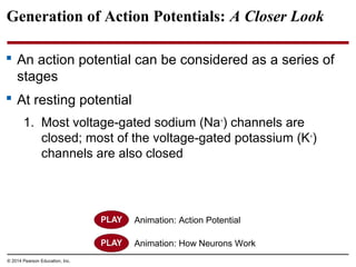 © 2014 Pearson Education, Inc.
Generation of Action Potentials: A Closer Look
 An action potential can be considered as a series of
stages
 At resting potential
1. Most voltage-gated sodium (Na+
) channels are
closed; most of the voltage-gated potassium (K+
)
channels are also closed
Animation: Action Potential
Animation: How Neurons Work
 