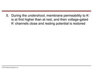 © 2014 Pearson Education, Inc.
5. During the undershoot, membrane permeability to K+
is at first higher than at rest, and then voltage-gated
K+
channels close and resting potential is restored
 