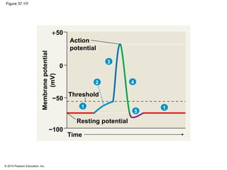 © 2014 Pearson Education, Inc.
Figure 37.11f
5
Action
potential
Threshold
Resting potential
Time
−100
Membranepotential
(mV)
−50
0
+50
11
2
3
4
 