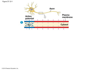 © 2014 Pearson Education, Inc.
Figure 37.12-1
Axon
Plasma
membrane
Cytosol
Action
potential
Na+
11
 