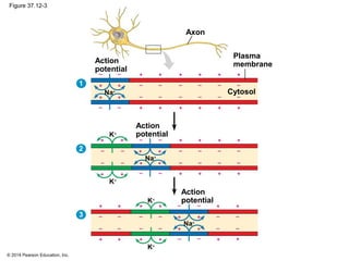 © 2014 Pearson Education, Inc.
Figure 37.12-3
Axon
Plasma
membrane
Cytosol
Action
potential
Action
potential
Action
potential
K+
K+
K+
K+
Na+
Na+
Na+
1
2
3
 
