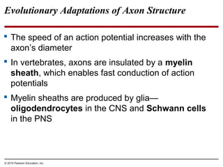 © 2014 Pearson Education, Inc.
Evolutionary Adaptations of Axon Structure
 The speed of an action potential increases with the
axon’s diameter
 In vertebrates, axons are insulated by a myelin
sheath, which enables fast conduction of action
potentials
 Myelin sheaths are produced by glia—
oligodendrocytes in the CNS and Schwann cells
in the PNS
 