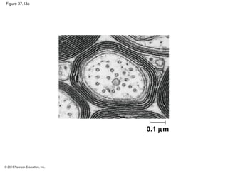 © 2014 Pearson Education, Inc.
Figure 37.13a
0.1 µm
 