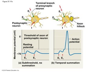 © 2014 Pearson Education, Inc.
Figure 37.17a
Terminal branch
of presynaptic
neuron
Postsynaptic
neuron
Axon
hillock
E1
E2
E2
E1
II
Threshold of axon of
postsynaptic neuron
Resting
potential
Membranepotential(mV)
E1 E1 E1 E1
Action
potential
−70
0
(a) Subthreshold, no
summation
(b) Temporal summation
 