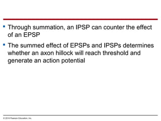 © 2014 Pearson Education, Inc.
 Through summation, an IPSP can counter the effect
of an EPSP
 The summed effect of EPSPs and IPSPs determines
whether an axon hillock will reach threshold and
generate an action potential
 