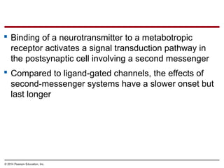 © 2014 Pearson Education, Inc.
 Binding of a neurotransmitter to a metabotropic
receptor activates a signal transduction pathway in
the postsynaptic cell involving a second messenger
 Compared to ligand-gated channels, the effects of
second-messenger systems have a slower onset but
last longer
 