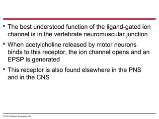 © 2014 Pearson Education, Inc.
 The best understood function of the ligand-gated ion
channel is in the vertebrate neuromuscular junction
 When acetylcholine released by motor neurons
binds to this receptor, the ion channel opens and an
EPSP is generated
 This receptor is also found elsewhere in the PNS
and in the CNS
 