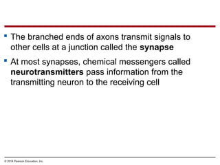 © 2014 Pearson Education, Inc.
 The branched ends of axons transmit signals to
other cells at a junction called the synapse
 At most synapses, chemical messengers called
neurotransmitters pass information from the
transmitting neuron to the receiving cell
 