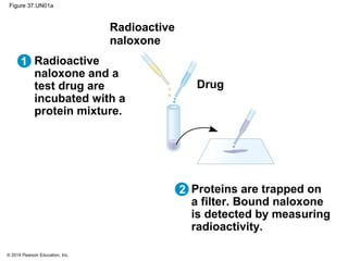 © 2014 Pearson Education, Inc.
Figure 37.UN01a
Radioactive
naloxone
Drug
Proteins are trapped on
a filter. Bound naloxone
is detected by measuring
radioactivity.
Radioactive
naloxone and a
test drug are
incubated with a
protein mixture.
1
2
 
