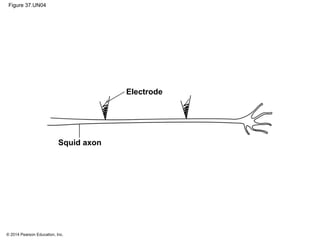 © 2014 Pearson Education, Inc.
Figure 37.UN04
Electrode
Squid axon
 