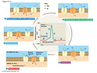 Sodium Potassium Pump Diagram Mastering Biology