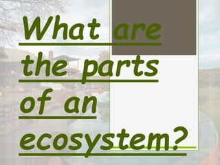 What are
the parts
of an
ecosystem?
 