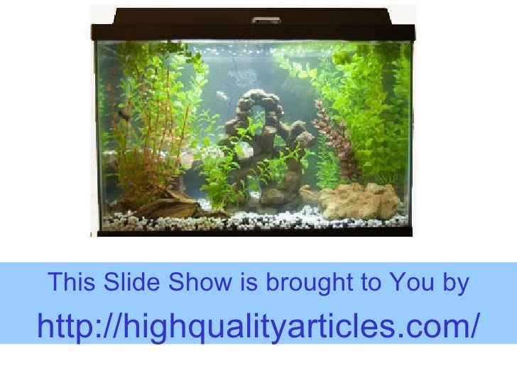 The Tropical Fish Aquarium Ecosystem