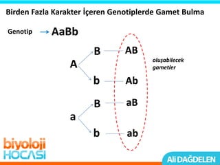 Birden Fazla Karakter İçeren Genotiplerde Gamet Bulma
AaBbGenotip
B
b
A
B
b
a
AB
Ab
aB
ab
oluşabilecek
gametler
 