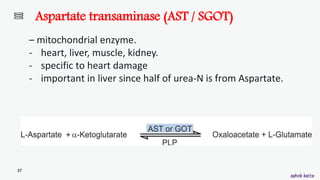 Metabolism of amino acids (general metabolism) | PPSX