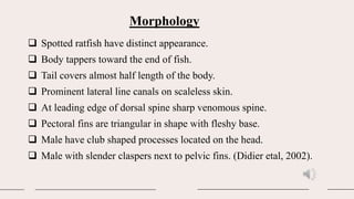 38. spotted ratfish, economic importancepdf | PPT