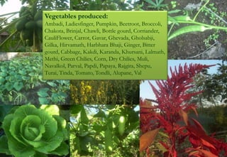 Vegetables produced:
Ambadi, Ladiesfinger, Pumpkin, Beetroot, Broccoli,
Chakota, Brinjal, Chawli, Bottle gourd, Corriander,
CauliFlower, Carrot, Gavar, Ghevada, Gholsabji,
Gilka, Hirvamath, Harbhara Bhaji, Ginger, Bitter
gourd, Cabbage, Kakdi, Karanda, Khursani, Lalmath,
Methi, Green Chilies, Corn, Dry Chilies, Muli,
Navalkol, Parval, Papdi, Papaya, Rajgira, Shepu,
Turai, Tinda, Tomato, Tondli, Alupane, Val
 