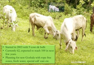 • Started in 2003 with 9 cows & bulls
• Currently 62, expected to reach 100 in next
few years.
• Planning for new Goshala with rope free
zones, fresh water, special calf care etc.
 