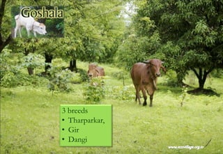 3 breeds
• Tharparkar,
• Gir
• Dangi
 