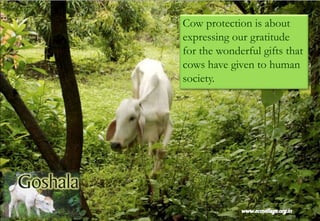 Cow protection is about
expressing our gratitude
for the wonderful gifts that
cows have given to human
society.
 