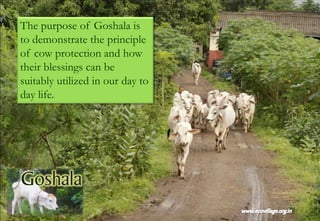 The purpose of Goshala is
to demonstrate the principle
of cow protection and how
their blessings can be
suitably utilized in our day to
day life.
 