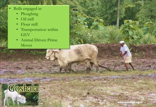 • Bulls engaged in
• Ploughing
• Oil mill
• Flour mill
• Transportation within
GEV
• Animal Driven Prime
Mover
 