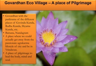 Govardhan Eco Village – A place of Pilgrimage
• Govardhan with the
parikrama of the different
places of Govinda Kunda,
Radha Kunda, Shyama
Kunda, etc.
• Barsana, Nandagram
• A place where we could
actually get away from the
passionate ugrakarma
lifestyle of city and be in
Vrindavan.
• A place of pilgrimage to
heal the body, mind and
soul.
 