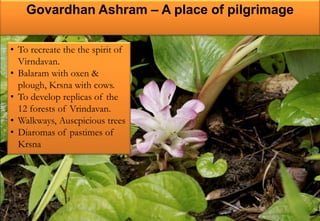 Govardhan Ashram – A place of pilgrimage
• To recreate the the spirit of
Virndavan.
• Balaram with oxen &
plough, Krsna with cows.
• To develop replicas of the
12 forests of Vrindavan.
• Walkways, Auscpicious trees
• Diaromas of pastimes of
Krsna
 