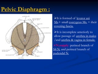 Pelvic Diaphragm :
N.supply :perineal branch of
S4 N. and perineal branch of
pudendal N.
It is formed of levator ani
Ms.+ small coccygeus Ms. + their
covering fascia.
It is incomplete anteriorly to
allow passage of urethra in males
/and urethra & vagina in female.
 
