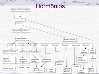 Impulso Sensorial do ambiente
                                                      Hormônios
                          SNC



                      Hipotálamo




                 Hormônios hipotalâmicos




                      Hipófise anterior
                                                                                                    Hipófise posterior


       ACTH              Tirotrofina       FSH       LH        Somatrofina       Prolactina     Ocitocina        Vasopressina      Glicemia


                                                                                                                                Células       Medula
Cortical da Adrenal                                                                                                             das Ilhotas   Adrenal
                           Tireóide        Ovários/Testículo

                                                                                                                         Insulina
Cortisol                                                                                                                 Glucagon             Epinefrina
Cortisona                 Tiroxina (T4)       Progesterona      Testosterona
                         Triiodotironina      Estradiol                                                                  Somatostatina
Aldosterona
                              (T3)                                                      Glândulas
                                                                                        Mamárias
                                                                                                                  Arteríolas
                         Músculos e Fígado
Muitos tecidos                                     Órgãos                                           Músc. liso                                Fígado
                                                   Reprodutores              Fígado                 Glândulas                                 Músculos
                                                                             Ossos                                         Fígado
                                                                                                    Mamárias               Músculos           Coração
 