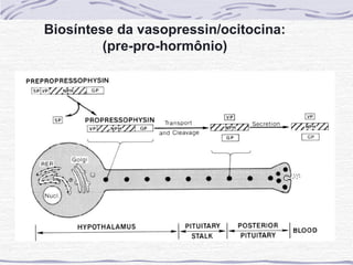 Biosíntese da vasopressin/ocitocina:
         (pre-pro-hormônio)
 